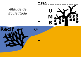 Arbre VS Corail